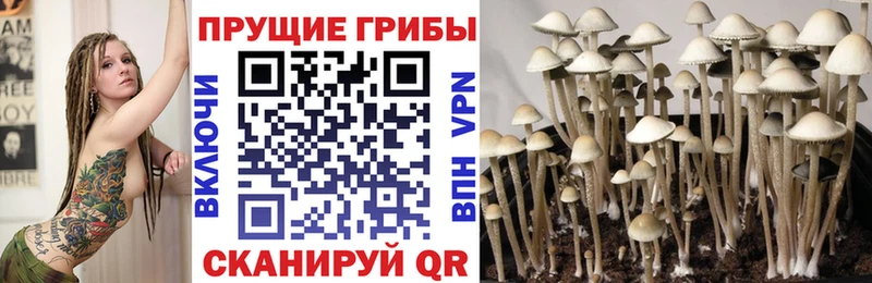 Псилоцибиновые грибы мицелий  Кинель 